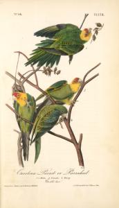Carolina Parrot, or Parrakeet.... Digital ID: 108539. New York Public Library