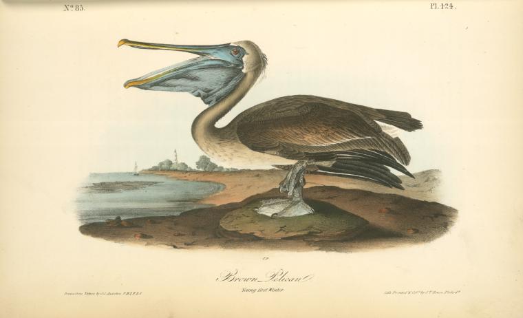 Brown Pelican. Young - first Winter, Digital ID<br />
108688, New York Public Library