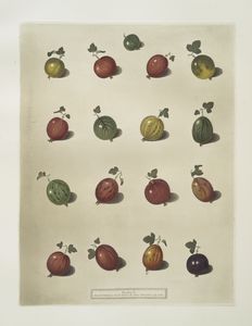 [Sixteen varieties of Gooseber... Digital ID: 1107538. New York Public Library
