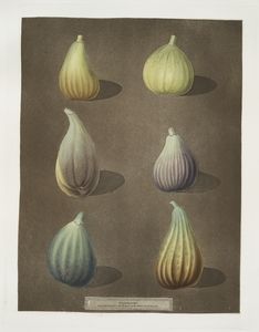 [Fig varities (White Hanover, ... Digital ID: 1107603. New York Public Library