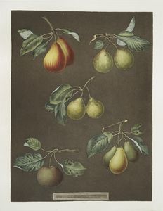 [Pears (Catherine, Lemon, Late... Digital ID: 1107606. New York Public Library