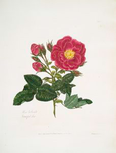 rosa turbinata = Frankfort ros... Digital ID: 1111037. New York Public Library