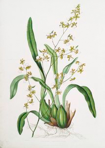 Oncidium leucochilum. [White-l... Digital ID: 1112173. New York Public Library