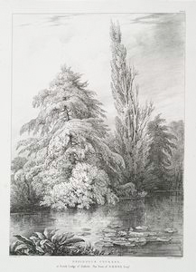Deciduous cypress, at South Lo... Digital ID: 1113433. New York Public Library