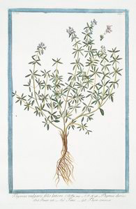 Thymus vulgaris, folio latiore... Digital ID: 1125200. New York Public Library