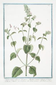 Cataria major, vulgaris = Ment... Digital ID: 1125212. New York Public Library