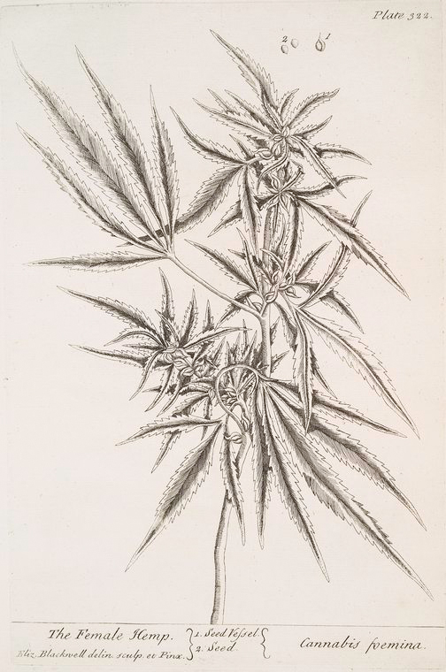 Cannabis foemina.,The female hemp., Digital ID 1126041, New York Public Library