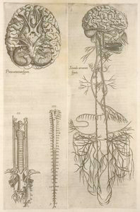Prima neruorum figura -- Secun... Digital ID: 1157716. New York Public Library