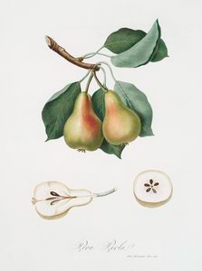 Pera Perla