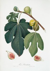 Figs