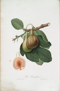 figs