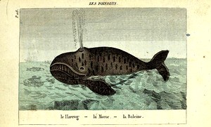 Les Poissons: le Hareng, la Mo... Digital ID: 119052. New York Public Library