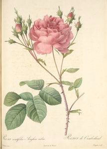 Rosa Centifolia Anglica Rubra;... Digital ID: 1208791. New York Public Library