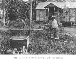 A Jamaican Negro farmer and be... Digital ID: 1228980. New York Public Library