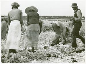 workers harvesting celery