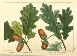 Common European Oak (Quercus r... Digital ID: 1263333. New York Public Library