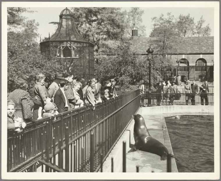 Parks - Central Park,Central Park Zoo Seal Pool, Digital ID 1558538, New York Public Library Parks - Central Park,Central Park Zoo Seal Pool, Digital ID 1558538, New York Public Library