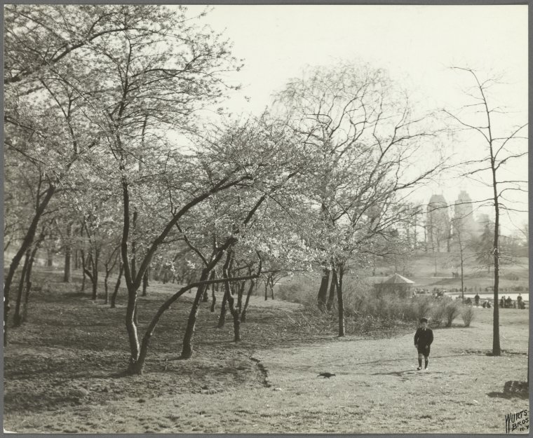 Springtime cherry blossoms - 72nd Street lake,Parks - Central Park, Digital ID 1558540, New York Public Library Springtime cherry blossoms - 72nd Street lake,Parks - Central Park, Digital ID 1558540, New York Public Library