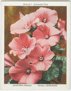 Lavatera (Mallow). Digital ID: 1589919. New York Public Library