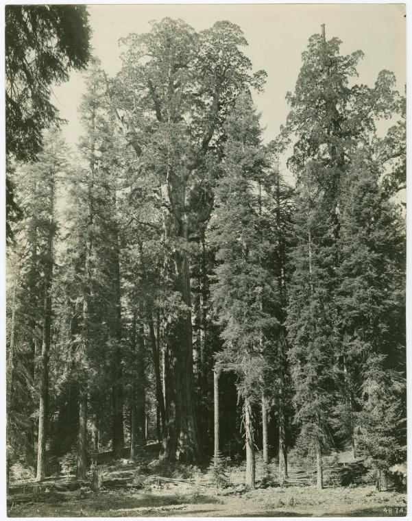 Robert Burns Tree, Digital ID 1640905, New York Public Library Robert Burns Tree, Digital ID 1640905, New York Public Library