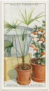 Keeping plants watered while a... Digital ID: 1641614. New York Public Library