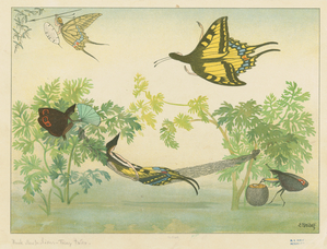 [Butterflies at leisure.] Digital ID: 1701324. New York Public Library