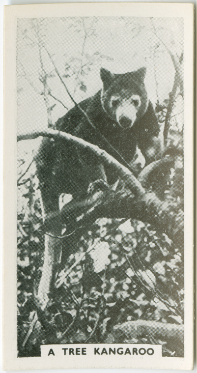 A tree kangaroo., Digital ID 1803590, New York Public Library