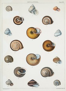 1. Helix antiqua; 2. Helix Cor... Digital ID: 410881. New York Public Library
