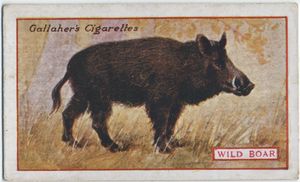 Wild Boar. Digital ID: 411875. New York Public Library