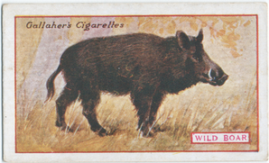 Wild Boar. Digital ID: 411875. New York Public Library