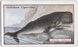 Sperm Whale. Digital ID: 411894. New York Public Library