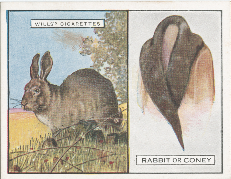 Rabbit or Coney., Digital ID 413175, New York Public Library