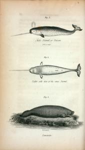 Fig. 1. Male Narwal, or Unicor... Digital ID: 416939. New York Public Library