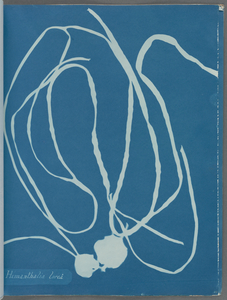 Himanthalia lorea. Digital ID: 419697. New York Public Library