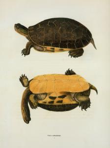 Testudo polyphemus. Digital ID: 429146. New York Public Library