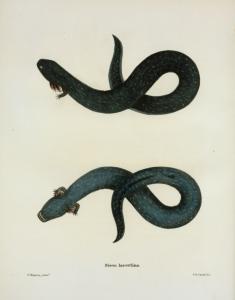 Siren lacertina. Digital ID: 429301. New York Public Library