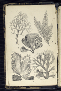 1. Chylocladia articulata; 2. ... Digital ID: 434175. New York Public Library