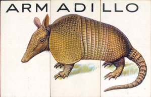 armadillo