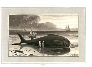 Whale. Digital ID: 479933. New York Public Library