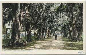 Audubon Park, Avenue of Live O... Digital ID:
                                    68738. New York Public Library
