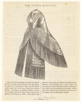 Image ID 802486