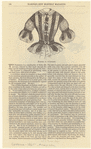 Image ID 802874