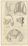 Image ID 802906
