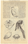 Image ID 802911