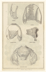 Image ID 803209