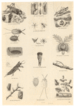 Image ID 806264