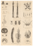Image ID 806266