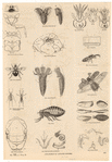 Image ID 806269