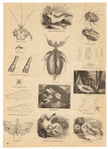 Image ID 806271