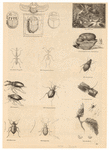 Image ID 806272